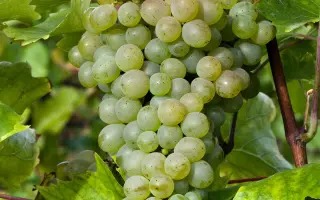 ДУНАВСКИ ЛАЗУР