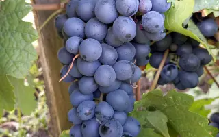 АНТЕЙ МАГАРАЧСКИЙ