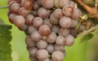 ГЕВЮРЦТРАМИНЕР