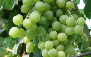 ФИРСКИЙ РАННИЙ