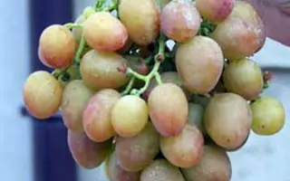 КАПИТАН ЯНИ КАРА