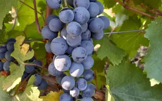 КОКУРДЕС ЧЕРНЫЙ