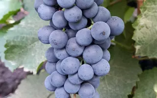 КРАСНОСТОП КАРПИ