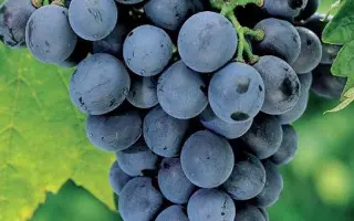 АМУРСКИЙ ПРОРЫВ