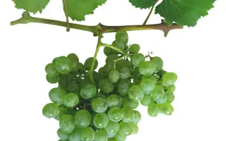 АВРОРА МАГАРАЧА