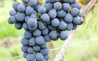 САНДЖОВЕЗЕ