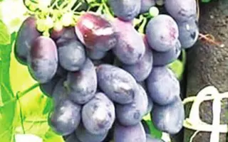 ЛОЗА ГОРЯНКИ