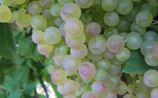 КОРИНКА РУССКАЯ