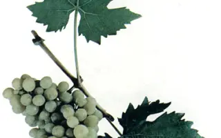 СОЛНЕЧНОДОЛИНСКИЙ