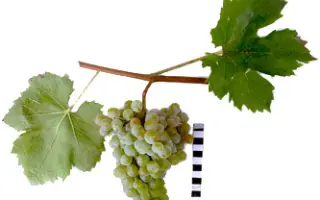 ГРУШЕВСКИЙ БЕЛЫЙ