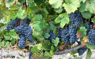 АНАТЕЛИКОН