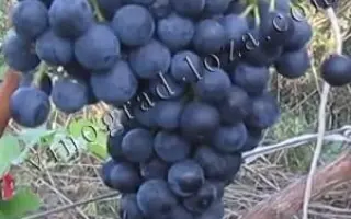 АЛЬМИНСКИЙ