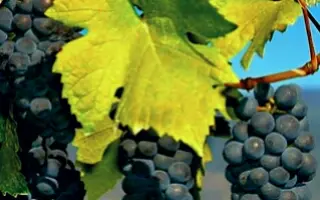 ДЖЕВАТ КАРА