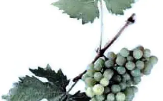 КАПСЕЛЬСКИЙ БЕЛЫЙ