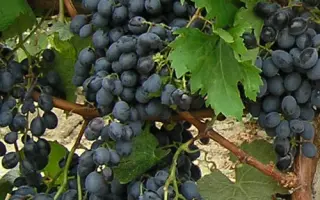 ПАМЯТИ ГОЛОДРИГИ