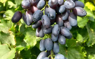 АКАДЕМИК АВИДЗБА