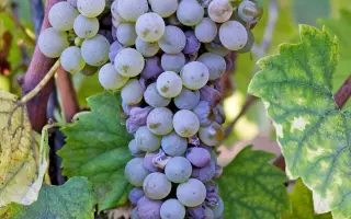 РИСЛИНГ МАГАРАЧА