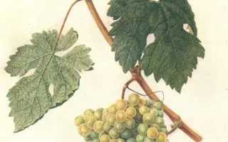 САРЫ ПАНДАС