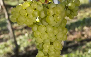 СОВИНЬОН ЗЕЛЕНЫЙ