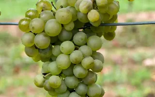 СПАРТАНЕЦ МАГАРАЧА