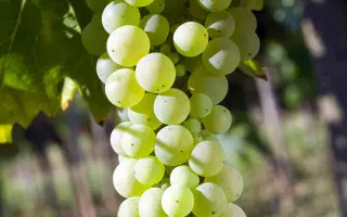 ФЕТЯСКА БЕЛАЯ