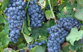 ЧОРНА ОПИАНА