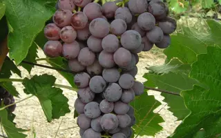 ЯЛТИНСКИЙ БЕССЕМЯННЫЙ