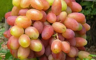 ЮБИЛЕЙ НОВОЧЕРКАССКА