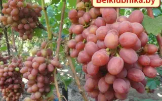 ГУРМАН КРАЙНОВА