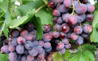 ПОДАРОК НЕСВЕТАЯ