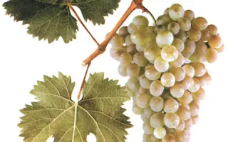 РКАЦИТЕЛИ МАГАРАЧА