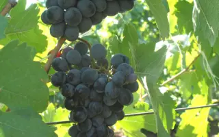 ТАВКВЕРИ МАГАРАЧА