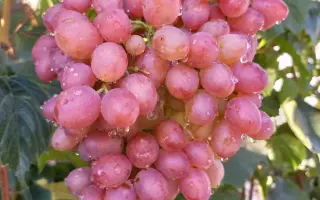 КИШМИШ ЛУЧИСТЫЙ