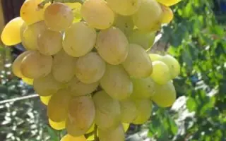 ХАТМИ УРОЖАЙНЫЙ