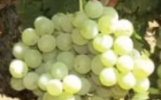 АГ-ИЗЮМ УРОЖАЙНЫЙ