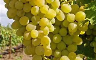 АНАПСКИЙ УСТОЙЧИВЫЙ