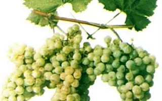 АНАПСКИЙ РАННИЙ