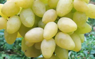 ДОЛГОЖДАННЫЙ