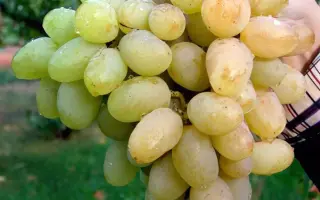 БОГОТЯНОВСКИЙ