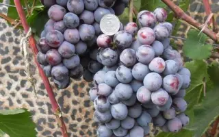 АГАТ ДОНСКОЙ