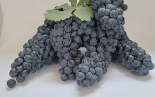 ЦИМЛЯНСКИЙ СЕРГИЕНКО