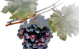 ИНТЕРВИТИС МАГАРАЧА