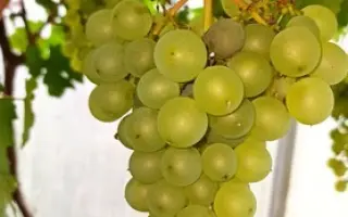 РУССКИЙ ЯНТАРЬ