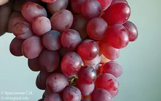 ПАМЯТИ СМИРНОВА