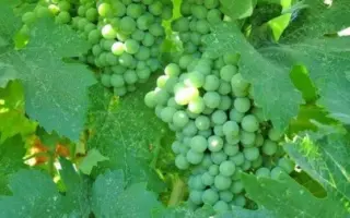 КАСПАРОВСКИЙ