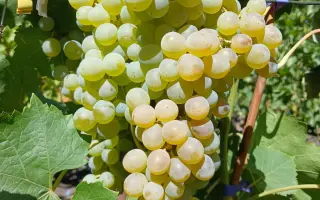 АТЛАНТ ДОНА