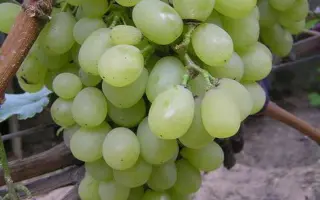 БЕЛЫЙ РАННИЙ