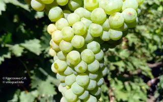 ЦИТРОННЫЙ МАГАРАЧА