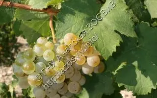 ВАРВАРОВСКИЙ