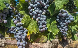 КАБЕРНЕ ФРАН